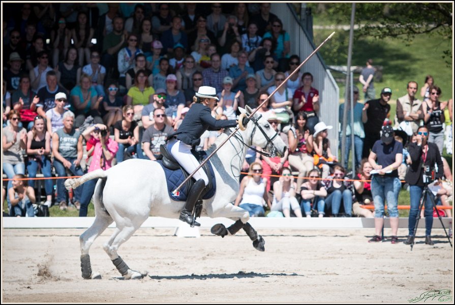 Pferd International 157